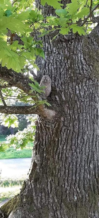 Adeles Sodyba Sturmai Esterno foto